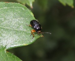 Cryptocephalus ocellatus