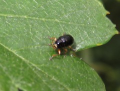 Cryptocephalus ocellatus