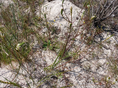 Image of Hebenstretia repens by no rights reserved