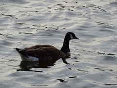 Branta canadensis
