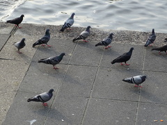 Columba livia domestica