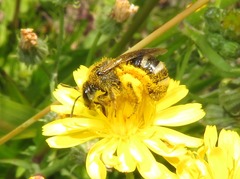 Lasioglossum leucozonium