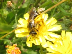Lasioglossum leucozonium