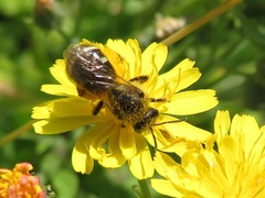 Lasioglossum leucozonium
