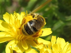 Lasioglossum leucozonium