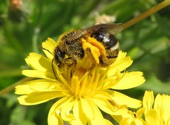 Lasioglossum leucozonium