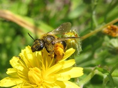 Lasioglossum leucozonium