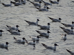 Chroicocephalus ridibundus