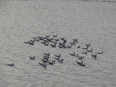 Chroicocephalus ridibundus