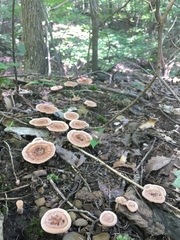 Hydnellum scrobiculatum