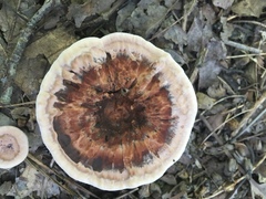 Hydnellum scrobiculatum