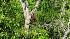 Choloepus didactylus