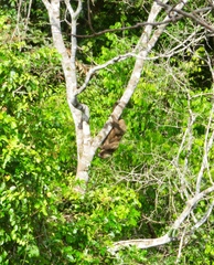 Choloepus didactylus