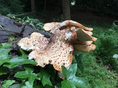 Cerioporus squamosus