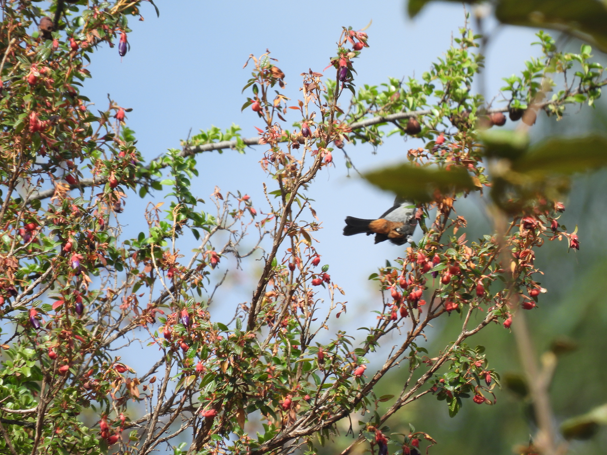 Grey-bellied Flowerpiercer (Diglossa carbonaria), photo 9