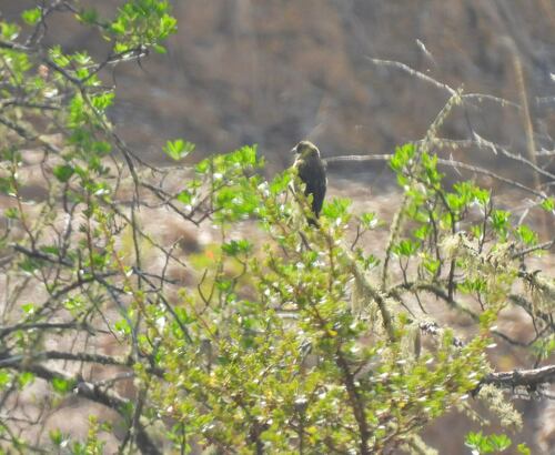 Thick-billed Siskin (Spinus crassirostris), photo 6