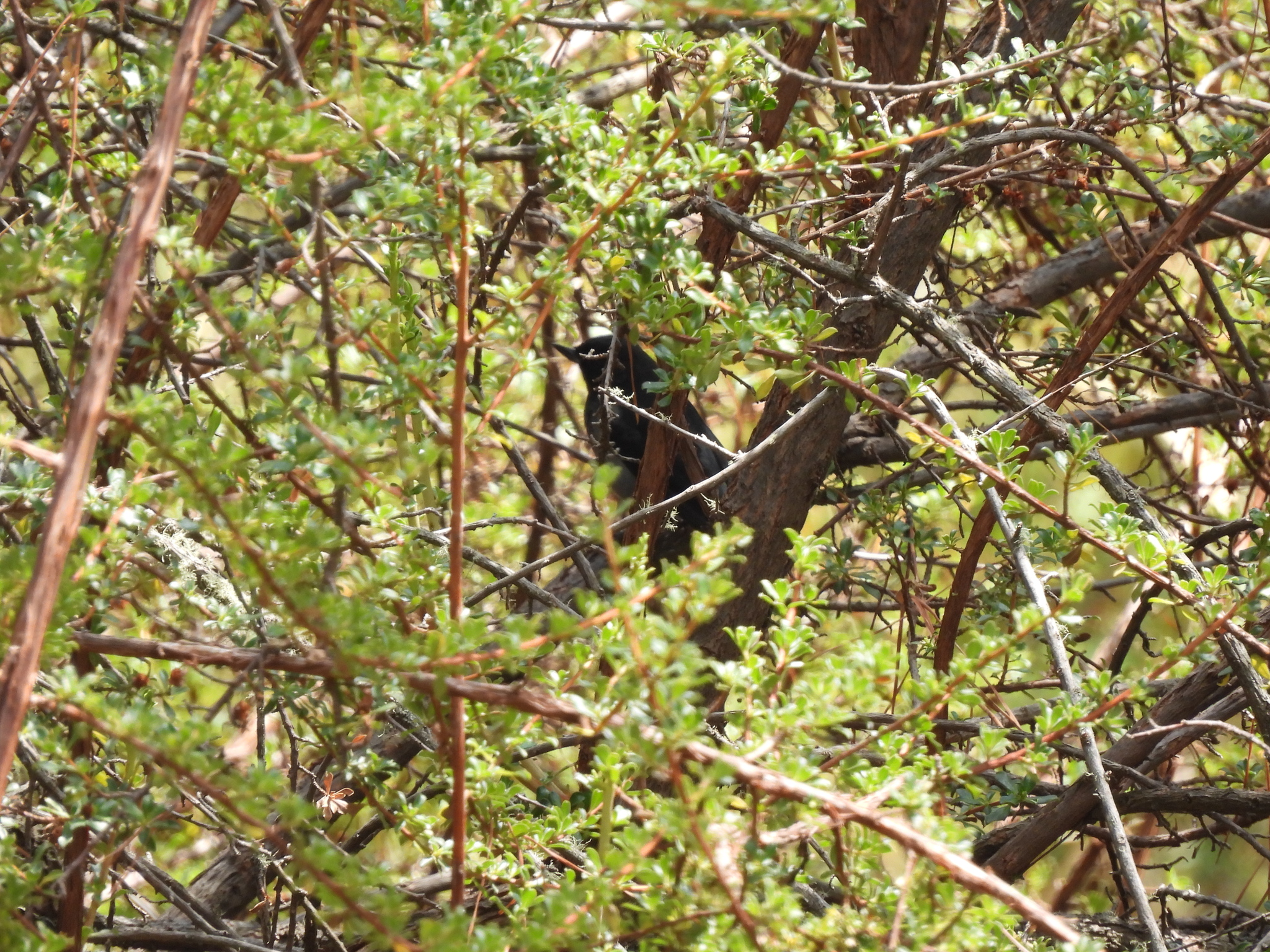 Grey-bellied Flowerpiercer (Diglossa carbonaria), photo 8