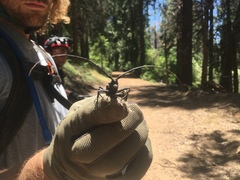 Monochamus