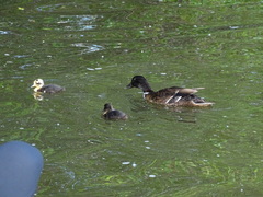 Anas platyrhynchos domesticus