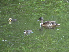 Anas platyrhynchos domesticus