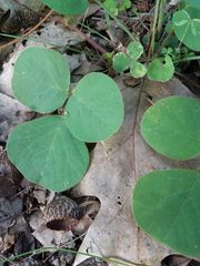 Desmodium rotundifolium