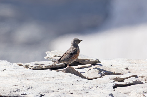 Acentor alpino (Prunella collaris)
