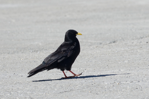 Chova piquigualda (Pyrrhocorax graculus)
