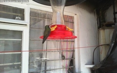 Cynanthus latirostris