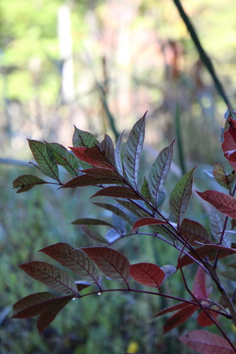 Poison sumac (Toxicodendron vernix)