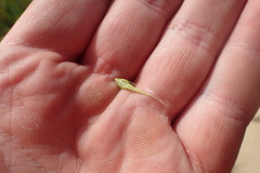 Rhynchospora macrostachya