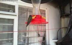 Cynanthus latirostris