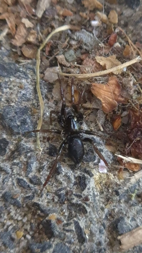 Yellow-legged Zipper Spider, 3138 HD Vlaardingen, Nederland, photo 10 of 10