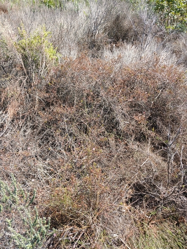 Image of Flats Silkypuff (Diastella proteoides) by no rights reserved