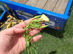 Oenothera grandis