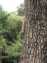Sciurus carolinensis