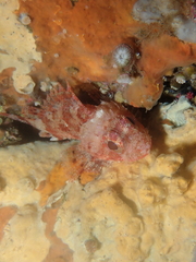 Scorpaena