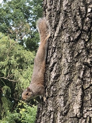 Sciurus carolinensis