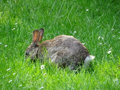 Oryctolagus cuniculus