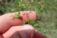 Hypericum gymnanthum