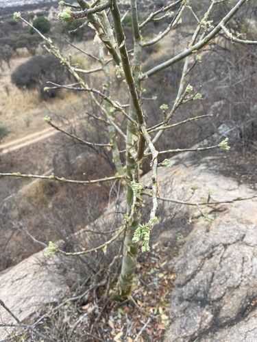 Image of Commiphora marlothii by no rights reserved