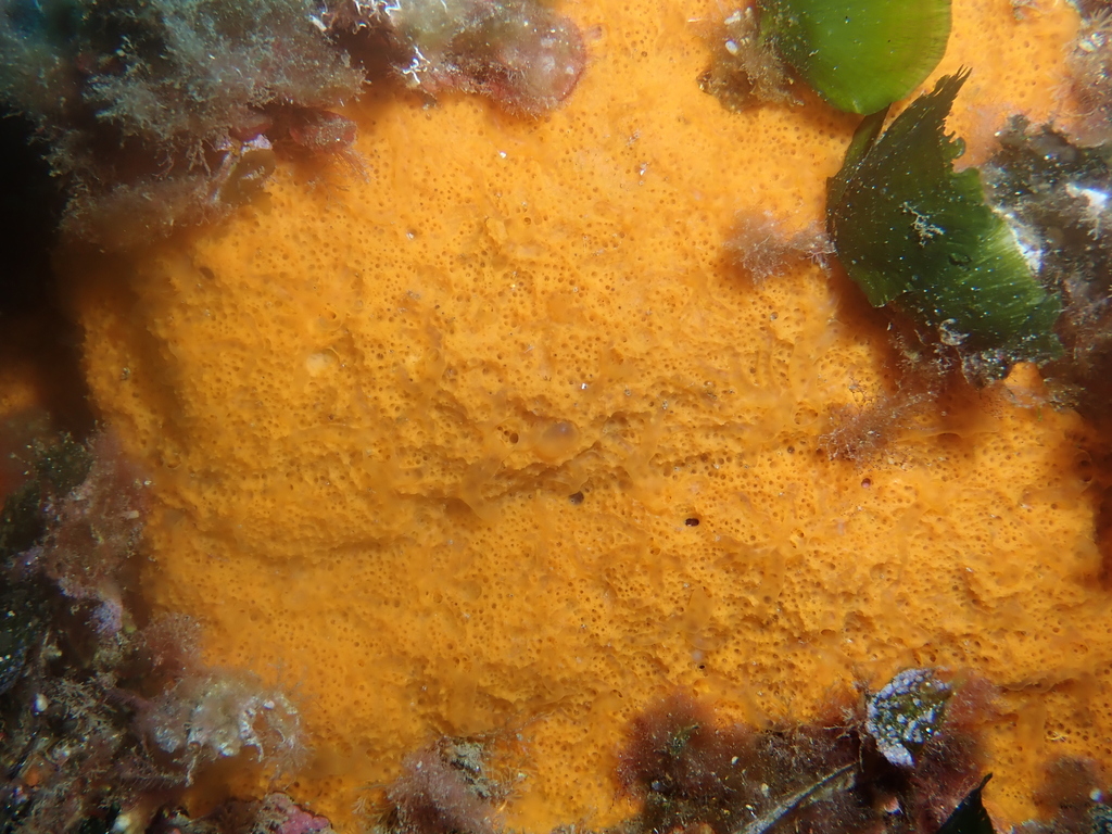 Scopalina lophyropoda