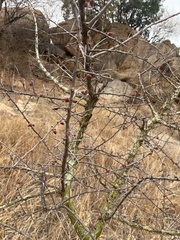 Commiphora schimperi