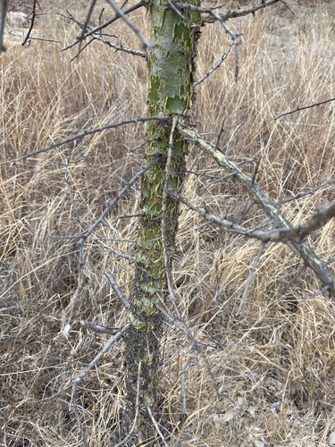 Image of Commiphora schimperi by no rights reserved
