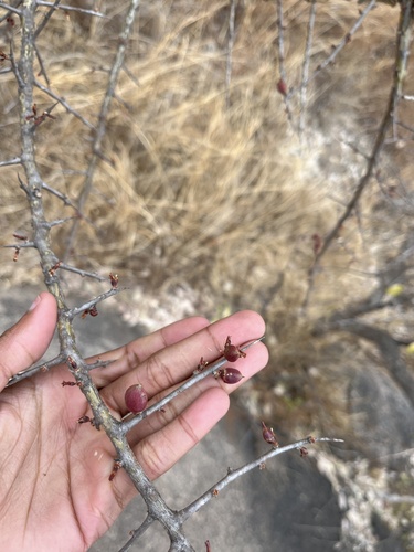 Image of Commiphora schimperi by no rights reserved