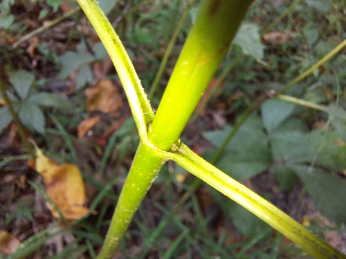 Image of Helianthus decapetalus by (c) cigazze, some rights reserved (CC BY)