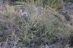 Olearia solandri
