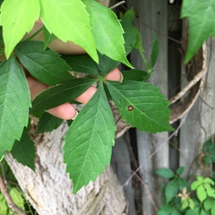 Phyllosticta ampelicida