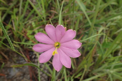 Sabatia gentianoides
