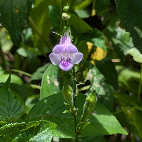 Image of Asystasia dalzelliana by (c) Karthik Thrikkadeeri, some rights reserved (CC BY)