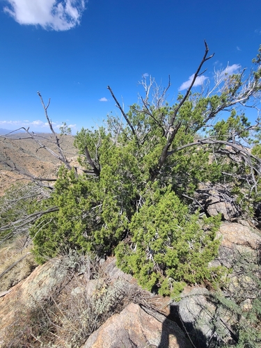 Image of Juniperus arizonica by no rights reserved
